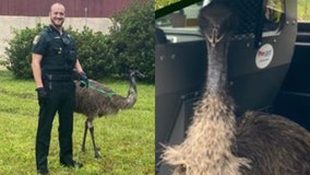 Deputies: Emu captured after being found in yard of Florida home