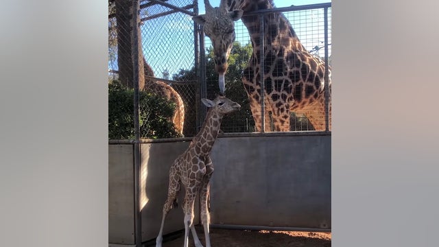 Baby giraffe meets dad for the first time in Australian Zoo