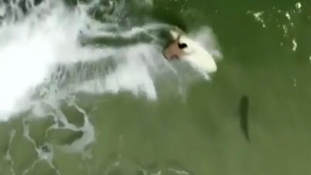 VIDEO: Drone shows Florida surfer gliding over shark
