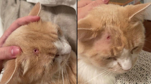 Orlando woman says someone shot her cat, Colby, in the head