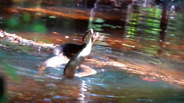 Video shows 'combat' between 2 male Northern Cottonmouth snakes