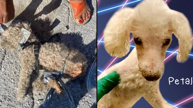 Orlando rescue says Petal the dog is improving, gets 80's-style photo shoot