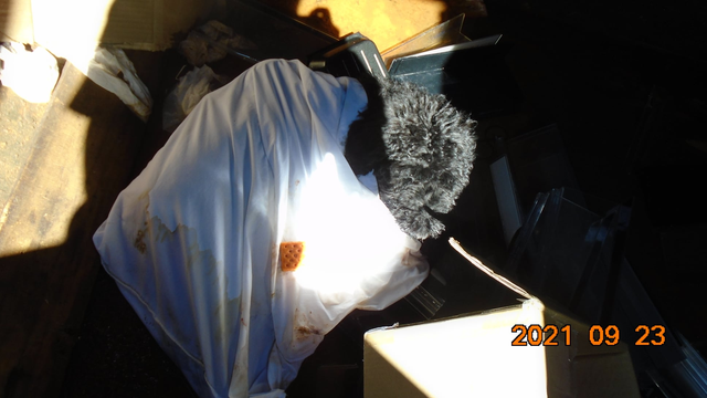 Dog placed in pillowcase, tossed into dumpster dies after rescue attempt