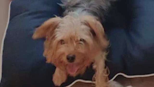 Dog found in 'pool of blood' after suspected mauling in Apopka