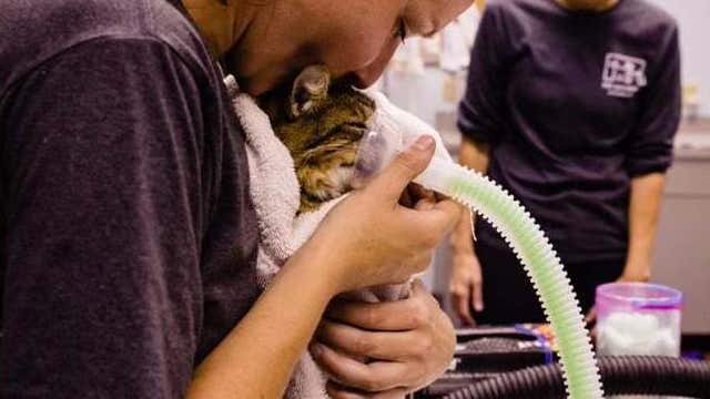 Help pours in for Pet Alliance of Greater Orlando after shelter fire