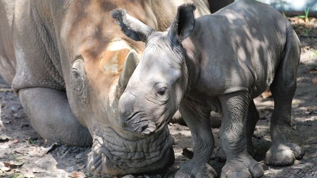 Rare baby rhino born at Florida's Lion Country Safari on World Rhino Day