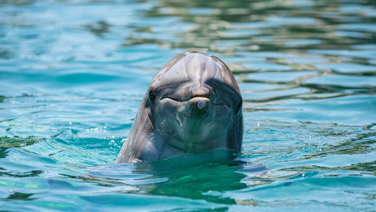 A Look Inside SeaWorld San Diego