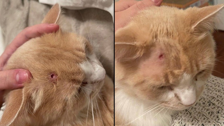 7de85b6b-cat for web