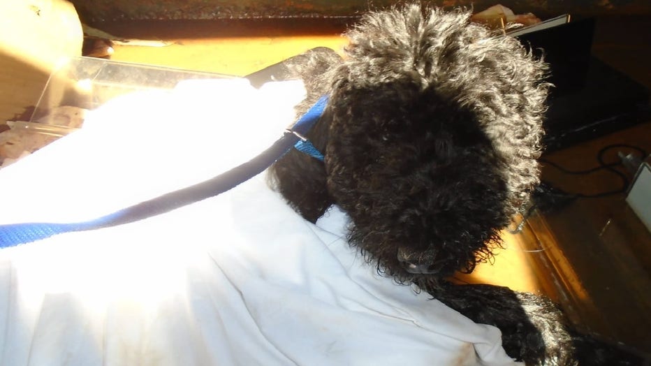 Poodle-in-dumpster-1.jpg