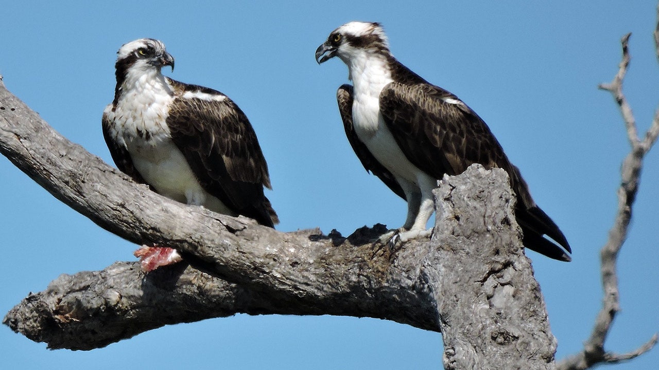 FWC resurrects support for osprey as Florida's state bird - Vimarsana News