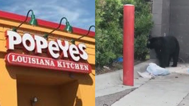 Bears show up to Florida Popeye's 'looking for some spicy chicken sandwiches'
