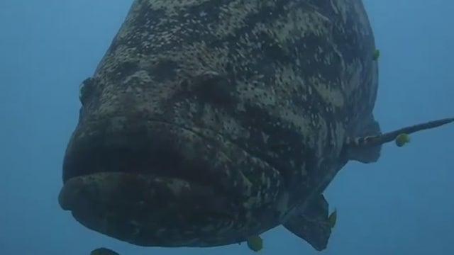 Florida backs limited fishing of goliath grouper