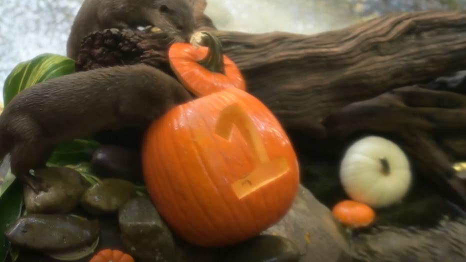 seaworld-otters-1-yr-birthday2.jpg