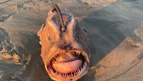 'Stuff of nightmares': Rare, deep-sea fish found on California beach