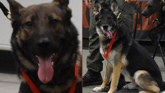 Florida K-9s Ax and Endo honored with Purple Hearts after gunshot injuries