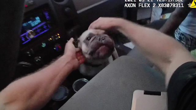 'That's him!': Video shows moment stolen French Bulldog is rescued after several months