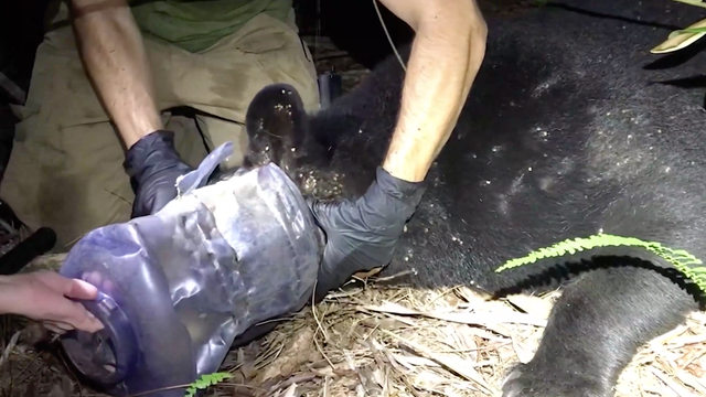 Florida bear had plastic container stuck on head for nearly a month, FWC says