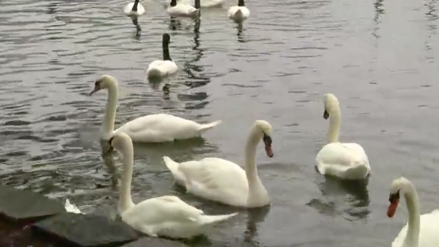Orlando's Lake Eola swans receive annual check-up