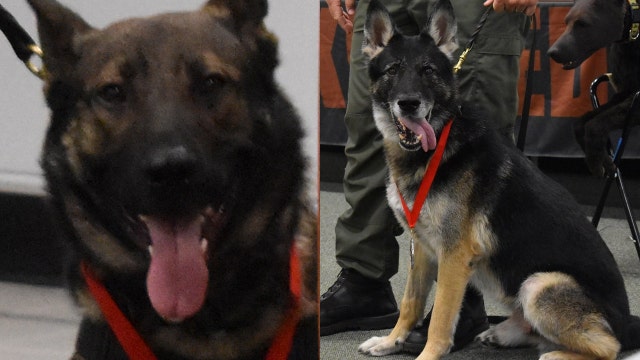 Florida K-9s Ax and Endo honored with Purple Hearts after gunshot injuries