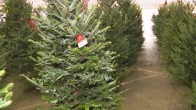 Still need a Christmas tree? What stock is like at Orlando tree lots