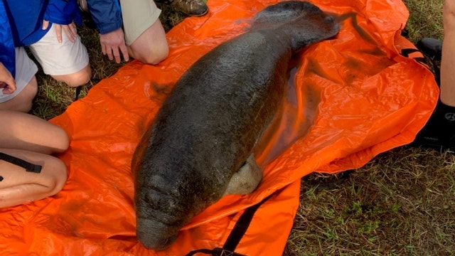 Manatee calf rescued in Cape Canaveral taken to SeaWorld Orlando