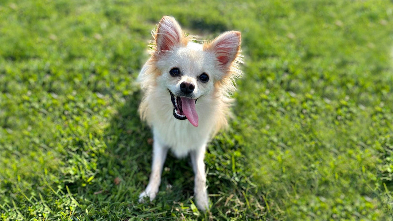 Florida hurricane tax 'holiday' adds pet supplies - Vimarsana News