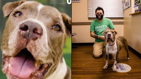 Senior dog gets adopted after spending 200 days at Orlando shelter