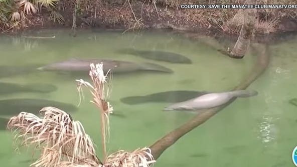 Manatees gather at Blue Spring State Park to stay warm during big chill