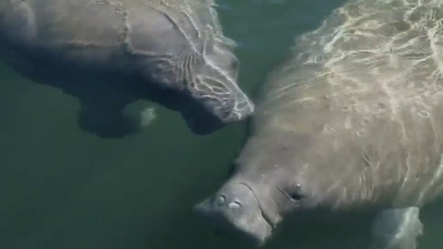 Colder temperatures keeping manatees away from where the food is, environmentalist says