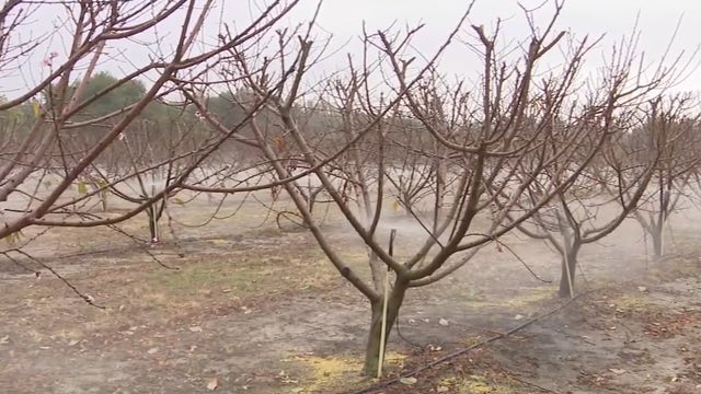 Graham Farms spraying crops ahead of Central Florida freeze