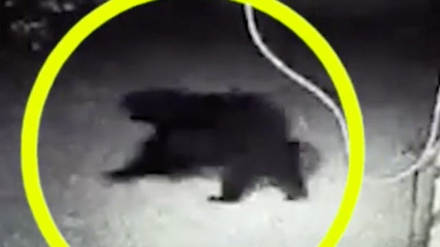 Officials using cinnamon buns to lure bear that attacked Daytona Beach man