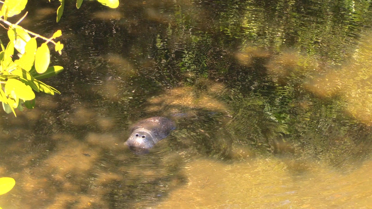 FWC responds to public outrage over manatee death - Vimarsana News