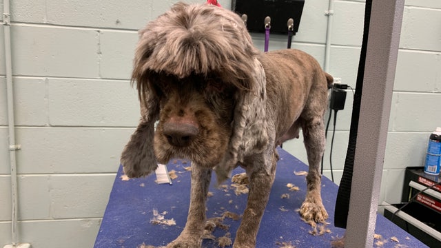 Dogs rescued from breeder in Georgia, authorities say