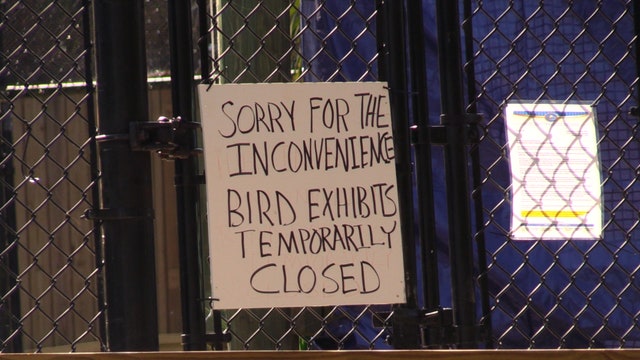 Newly detected 'bird flu' cases impacting Central Florida tourist attractions