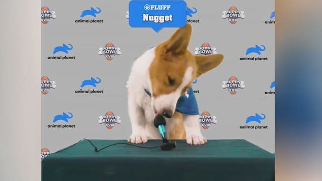 Dogs from Florida rescue to play in 'Puppy Bowl' ahead of Super Bowl