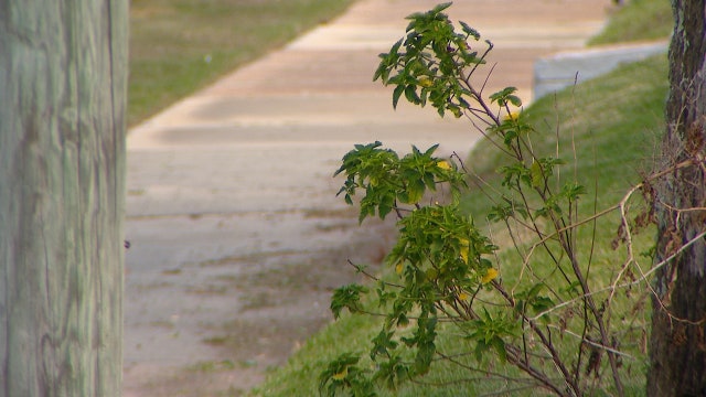 ‘There’s blood everywhere': 911 callers detail gruesome Daytona Beach attack