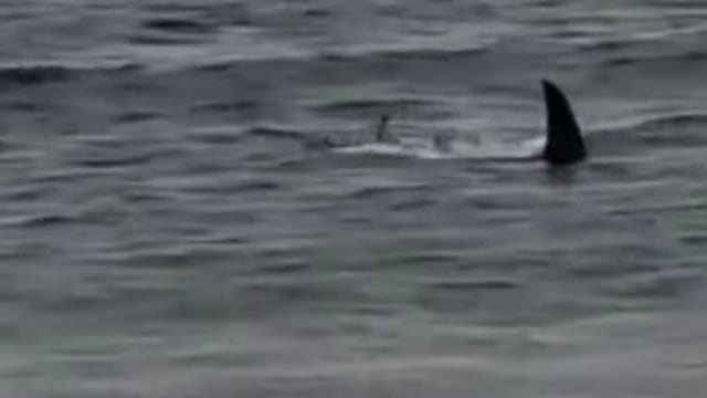 WATCH: Large shark spotted close to shore at Florida dog beach