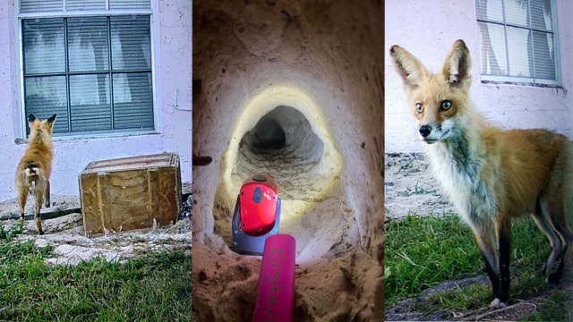 Rescuers help save baby foxes trapped under Florida home