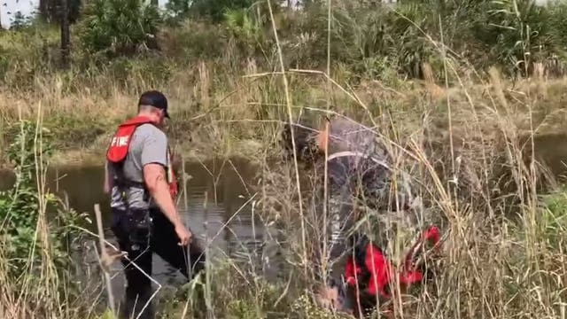 Human remains found inside alligator at Florida park
