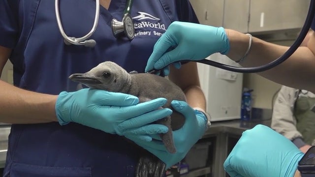 Recognizing SeaWorld's all-female vet team on International Women's Day