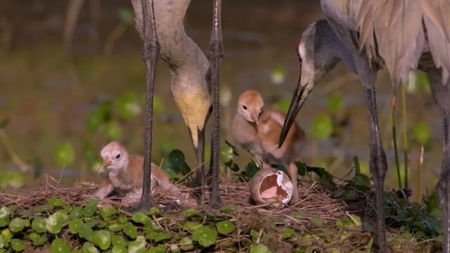 WATCH: Baby sandhill crane hatches in Florida
