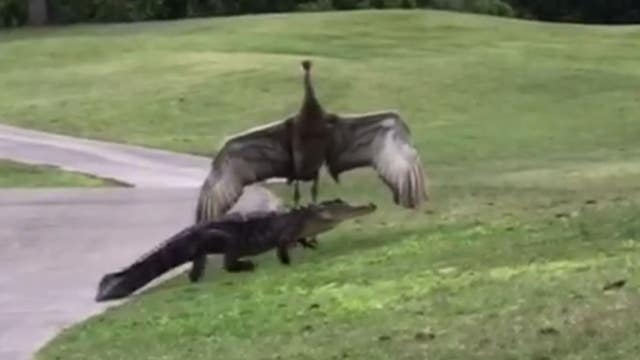 Crane goes toe-to-toe with alligator on Florida golf course