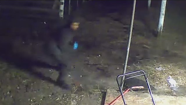 Theft of Olde English Bulldogge puppy caught on camera