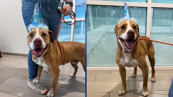 Petey the dog gets adopted after spending more than a year at Florida shelter