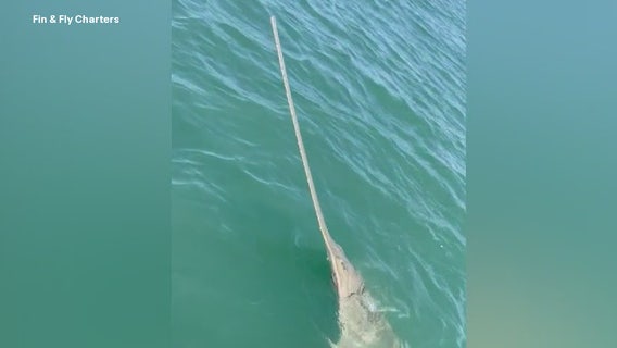 'Rare' catch in Florida: UK fisherman wanted to catch a shark, but caught something unexpected
