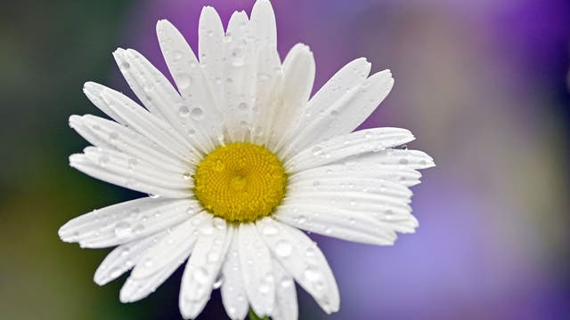 April showers kick off Easter weekend in Central Florida