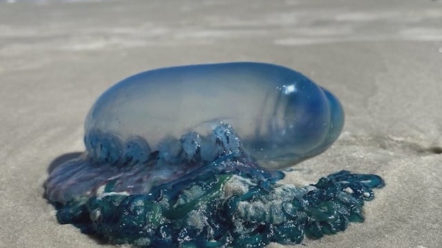 Toxic Portuguese man o' war popping up on Florida beaches: What to know