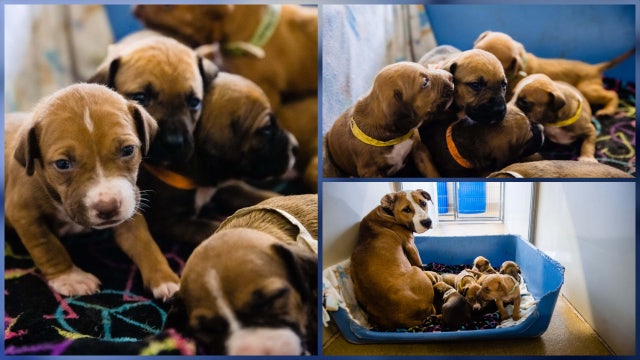 Momma dog, 7 pups rescued from home in Orlando