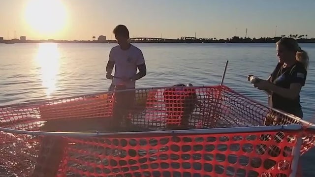 How people helped to save an injured spotted eagle ray in Florida