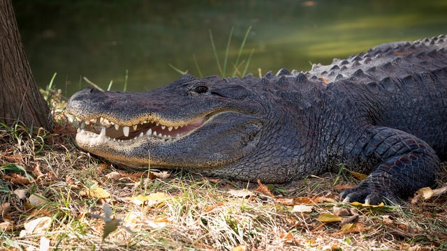 Florida man attacked by alligator while washing hands in pond, police say